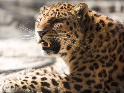 Un Léopard du Caucase en train de montrer les dents