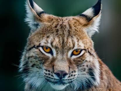 Vue proche de la tête d'un lynx