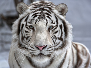 Vue proche d'un tigre blanc aux yeux bleus