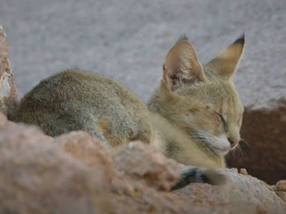 Le chat des marais, un chat sauvage qui vit en Inde