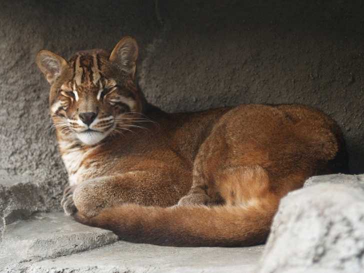 Le Chat de Temminck, un chat sauvage à découvrir