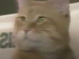 Un chat star d'une publicité