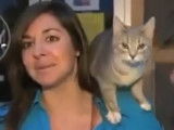 Un chat grimpe sur l'épaule d'une journaliste en plein direct