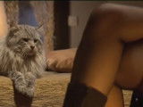 Histoires de chats (2009)