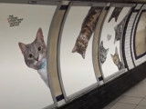 Quand des chats envahissent une station de métro de Londres