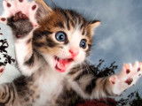 Des chatons volants aux bouilles irrésistibles