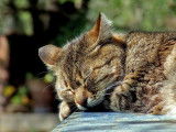 « Le petit chat est mort », chanson de Renaud (1994)