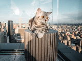 Un chat installé dans un observatoire en haut d'un gratte-ciel, et en train de contempler la ville