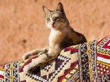 Un chat allongé sur un tapis avec des motifs africains