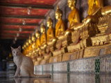 Un chat dans un temple bouddhiste, avec derrière lui de nombreuses statues bouddhistes