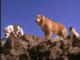 Bande-annonce du film « L'Incroyable Voyage » (1993)
