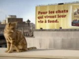Publicité Friskies avec un chat cascadeur (2009)