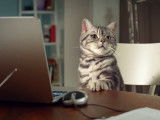 Publicité pour Leroy Merlin avec un chat jaloux (2013)