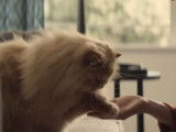 Publicité pour Toyota avec un chat kamikaze (2012)
