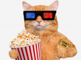 Les chats au cinéma : 30 films avec un chat