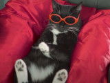 Bande annonce fictive pour le nouveau film de Merlin, le chat de Norman