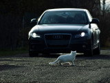 Un chat blanc traversant la rue alors qu'une voiture vient dans sa direction