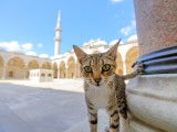 Un chat tigré dans la cour d'une mosquée