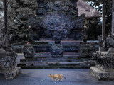 Un chat qui marche dans l'enceinte d'un temple hindou à Bali (Indonésie)