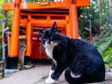 Un chat devant les torii d'un sanctuaire shinto au Japon