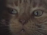 Extrait du film «  Alien » avec le chat Jones