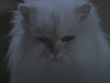 Un extrait du film « Stuart Little » avec le chat Snowbell