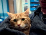 La bande-annonce du film « Un chat pour la vie »