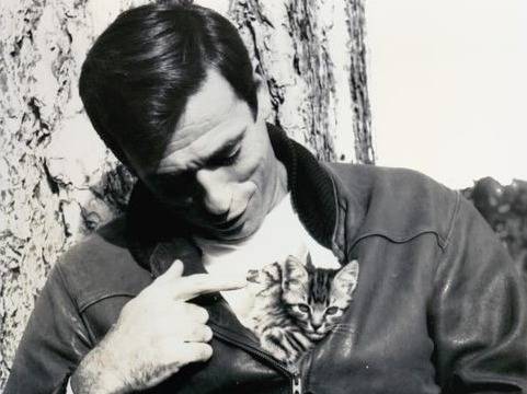 Yves Montand portant un chaton dont la tête dépasse de son blouson
