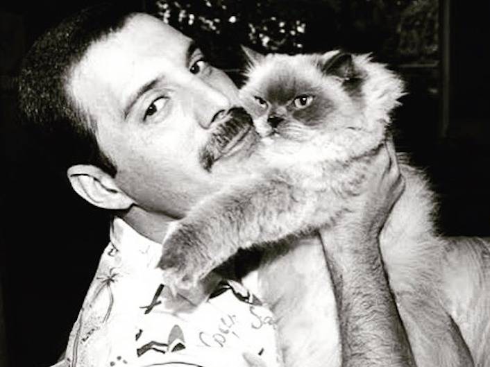 Freddie Mercury tenant dans ses bras un de ses chats