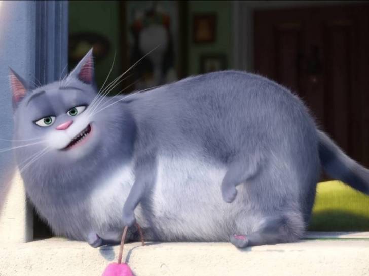 Chloe, un chatte grise, allongée sur le rebord d'une fenêtre et souriant dans « Comme des Bêtes »