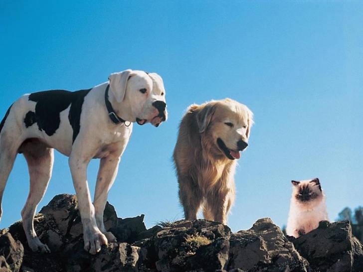 Les deux chiens et le chat du film « l’Incroyable Voyage » sur des rochers