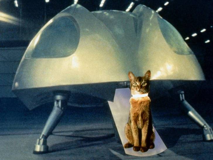 Le chat roux du film « Le Chat qui vient de l’espace » assis devant son vaisseau spatial