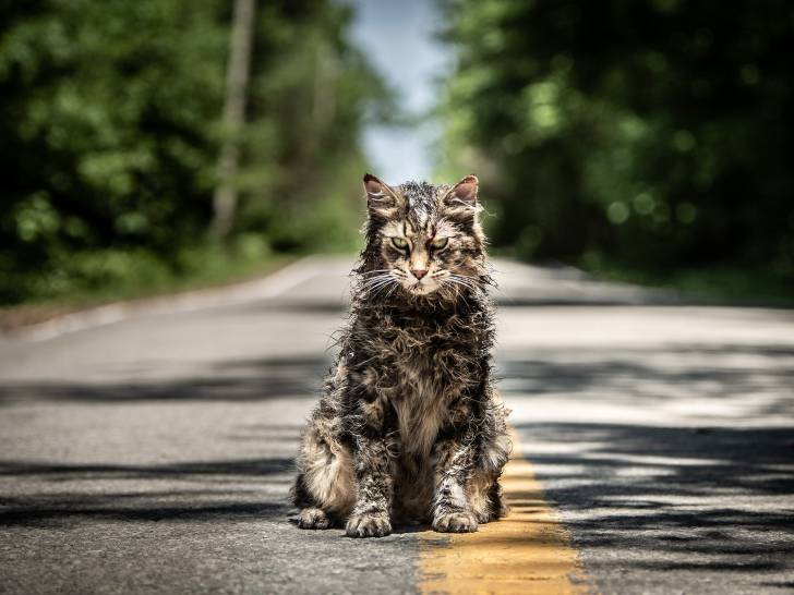 Une scène du film « Simetierre » avec le chat Church ayant son poil ébouriffé et une allure menaçante assis au milieu d'une route