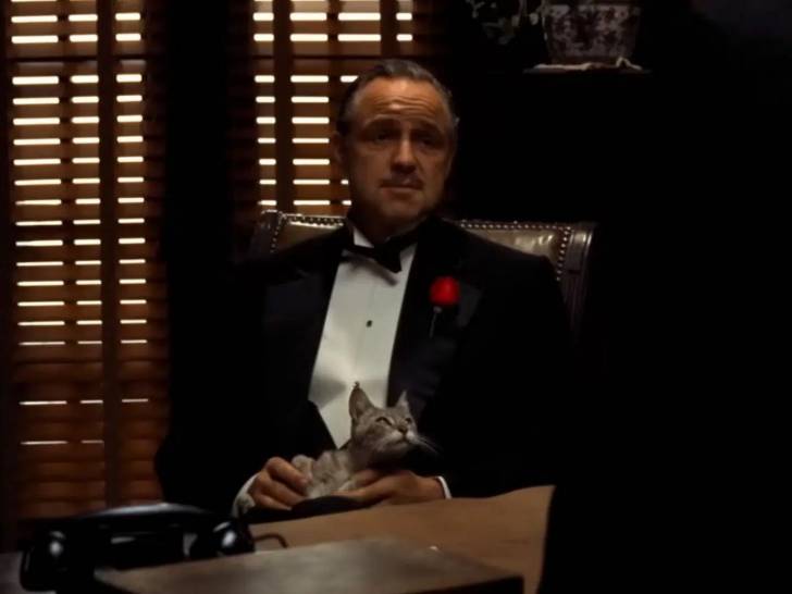 Don Corleone avec un chat gris posé sur ses genoux dans le film « Le Parrain »