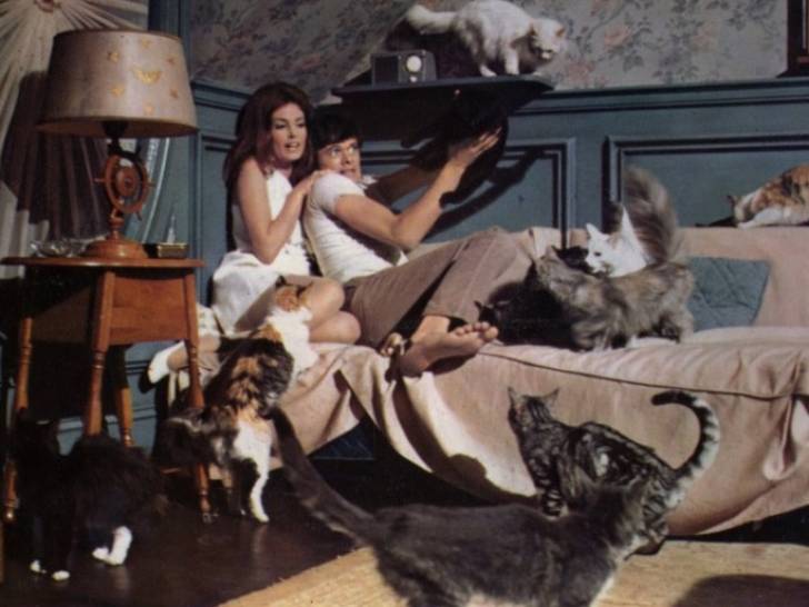 Homme et femme recroquevillés dans un coin pour échapper à la dizaine de chats qui les entoure