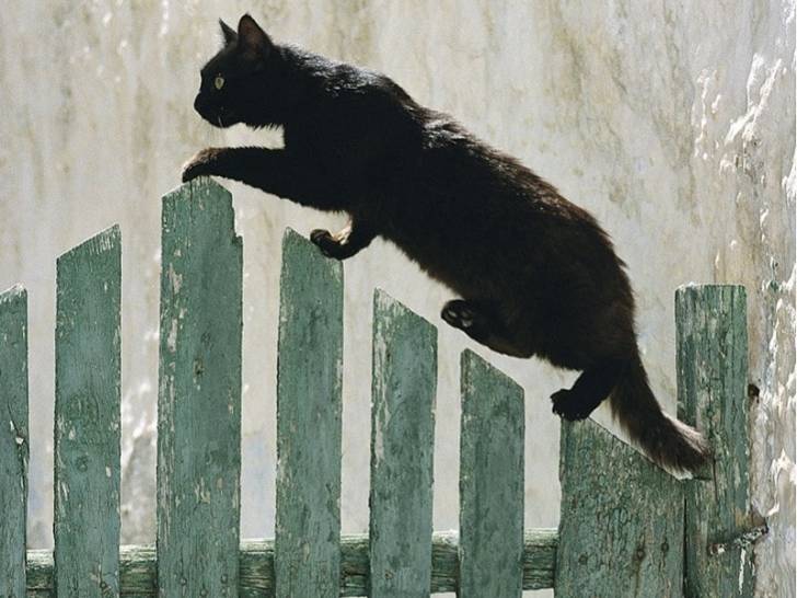 Un chat noir passant une palissade