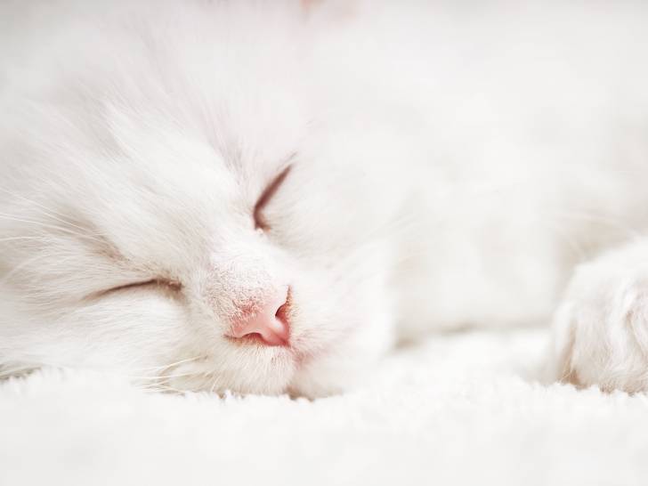 Gros plan sur le visage d'un chat blanc en train de dormir