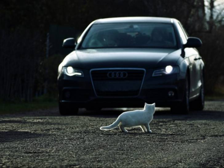Un chat blanc traversant la rue alors qu'une voiture vient dans sa direction