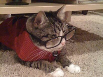 Un chaton allongé sur un livre