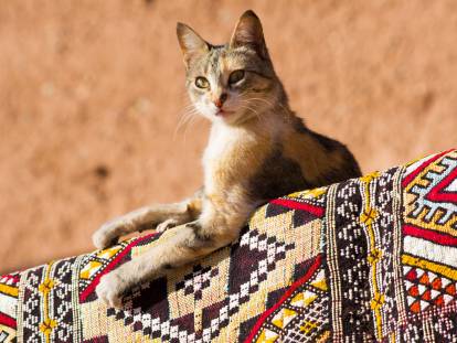 Un chat allongé sur un tapis avec des motifs africains