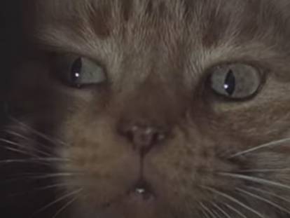 Extrait du film «  Alien » avec le chat Jones