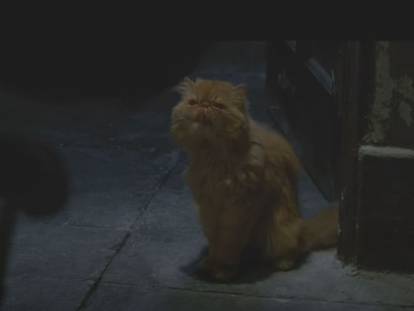 Extrait de &laquo; Harry Potter et l'Ordre du Ph&eacute;nix &raquo; avec Pattenrond