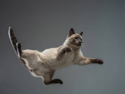 Un chat en pleine chute, et ayant les pattes écartées