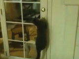 Des chats qui ouvrent des portes