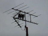 Un chat perché sur une antenne de télé