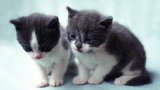 Compilation de chats très destructeurs