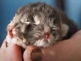 Un chaton à deux faces finalement décédé quelques jours après sa naissance