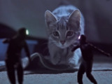 Kittens on the beat : Des chatons qui protègent des chaussettes