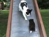 Deux chatons, un toboggan... et un sacré instinct maternel !