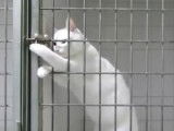 Un chat blanc réussit à ouvrir sa cage